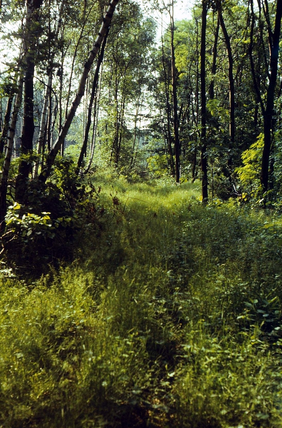 Wege auf der Höhe 304 (2).jpg