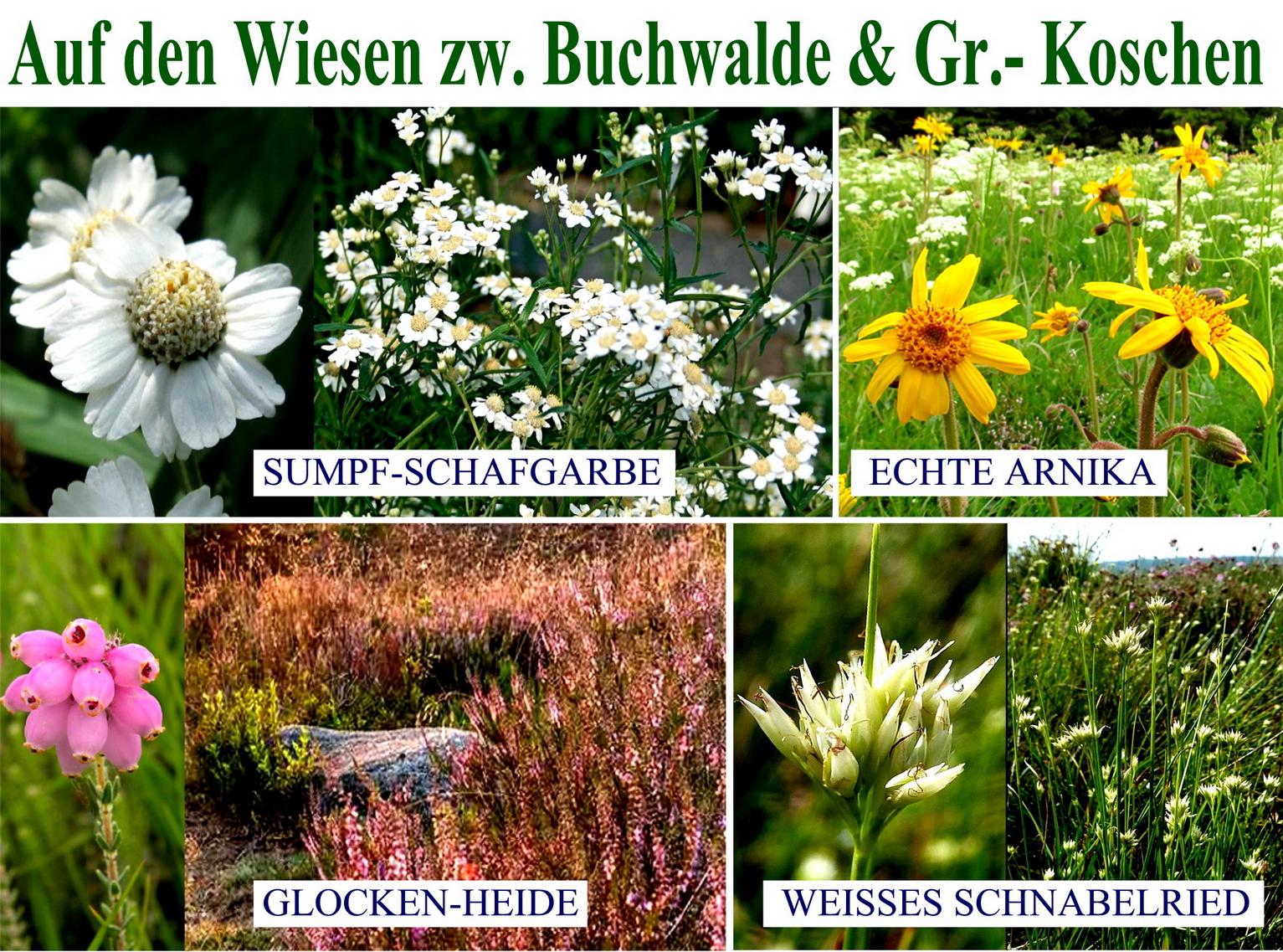 WIESENBLUMEN_resize.jpg
