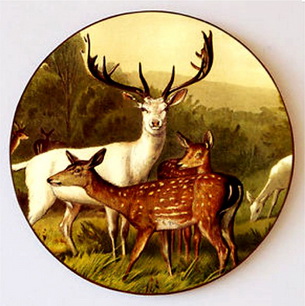 Damwild_resize.jpg
